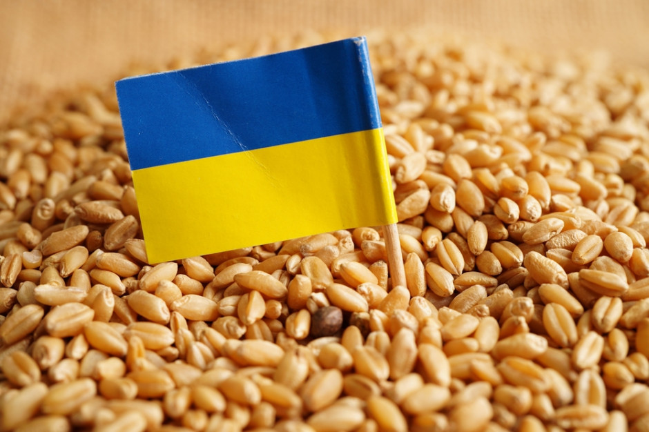 Ile zboża technicznego trafiło do Polski? fot Shutterstock