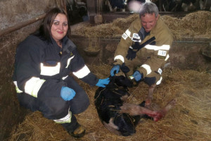 Strażacy odebrali poród u krowy. Cielaka nazwali Florek