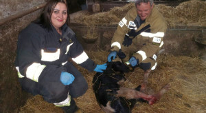 Strażacy odebrali poród u krowy. Cielaka nazwali Florek