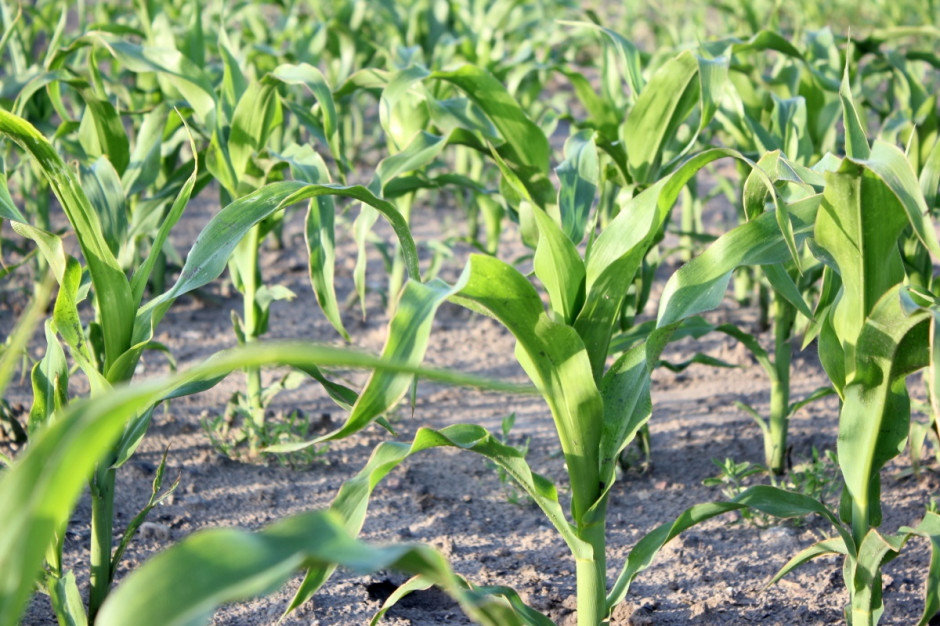 Destabilizacja rynku powoduje mniejsze zainteresowanie rolników siewem kukurydzy; Fot. AK