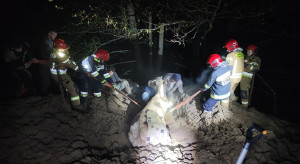 Strażacy uratowali krowę, która ugrzęzła w bagnie