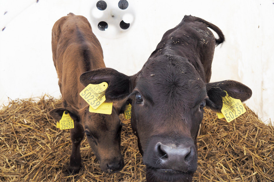 W większości gospodarstw zajmujących się chowem bydła mlecznego w Europie stosowany jest system indywidualnego odchowu cieląt w pierwszych ośmiu tygodniach życia