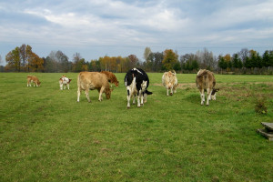 Pierwsza aukcja bydła z zerowymi emisjami gazów cieplarnianych