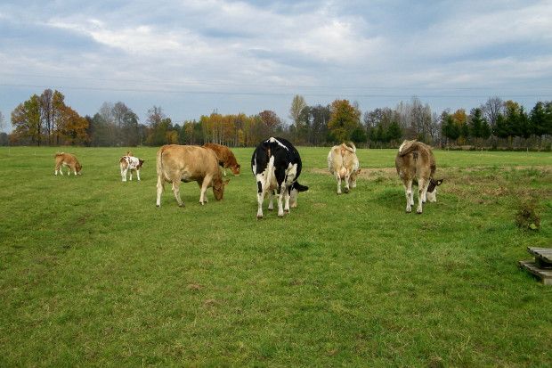 Pastwiska w rolnictwie regeneratywnym