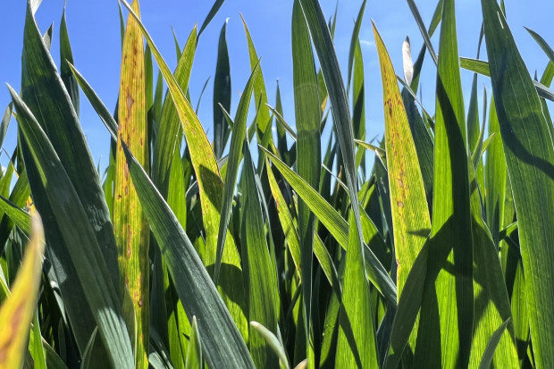 Żółte liście zbóż – jakie mogą być tego przyczyny?