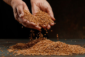 Ceny zbóż na giełdach. Dane z raportu USDA nie pomogły notowaniom