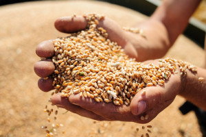 Spadek cen zbóż na światowych giełdach