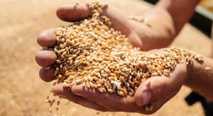 Dopłaty do zbóż. Rolnik rolnikowi może sprzedać zboże. Dłuższe terminy