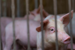 Raport o ASF zatrząsnął chińskim rynkiem wieprzowiny