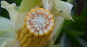 Produkcja nasienna kukurydzy w UE się zmniejszyła. Areał uprawy też