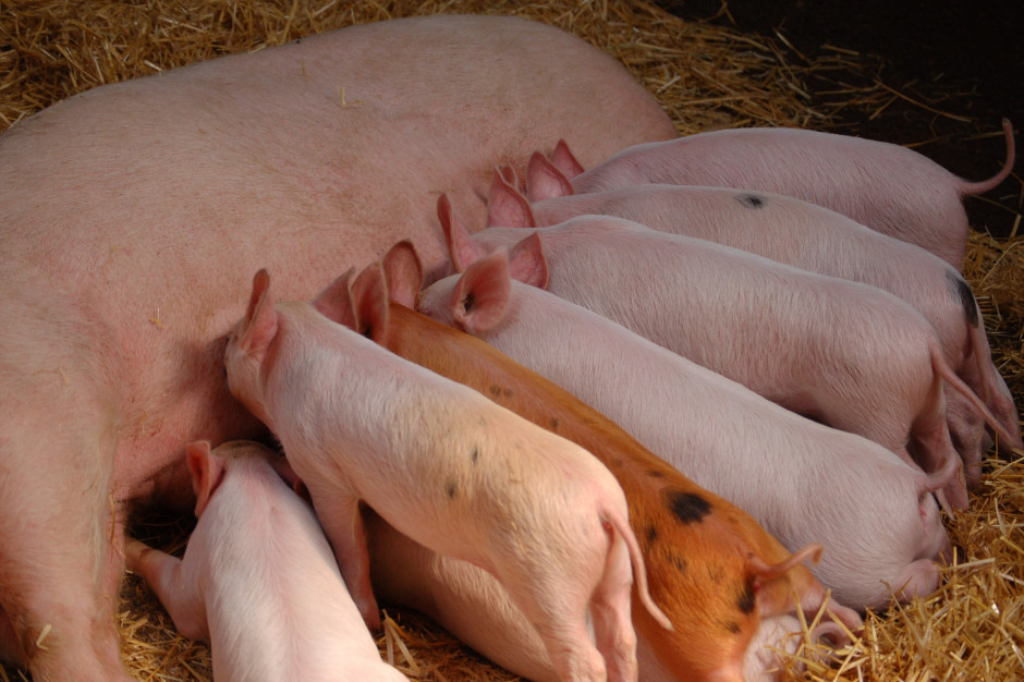 Wymogi bioasekuracji? Małe stada świń zwolniono z większości z nich. Fot.Unsplash