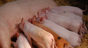 Chów świń bez bioasekuracji. Możliwy od 10 maja. Koniec walki z ASF