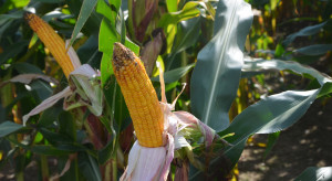 Podstawa prawna dla GAEC7. Co z kukurydzą w monokulturze?