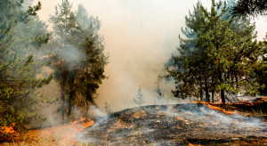 Pożar lasu w Wielkopolsce. Poszkodowani dwaj strażacy
