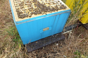 Wytrute pszczoły w dwóch pasiekach pod Pleszewem. Ktoś pryskał rzepak