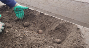 Sadzenie 100 hektarów ziemniaków bez pługa