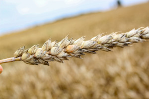 Od czego zależy presja fuzarioz zbóż?