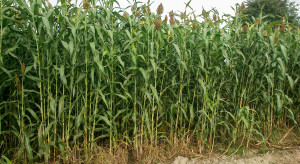 Jak zwalczać chwasty w sorgo?