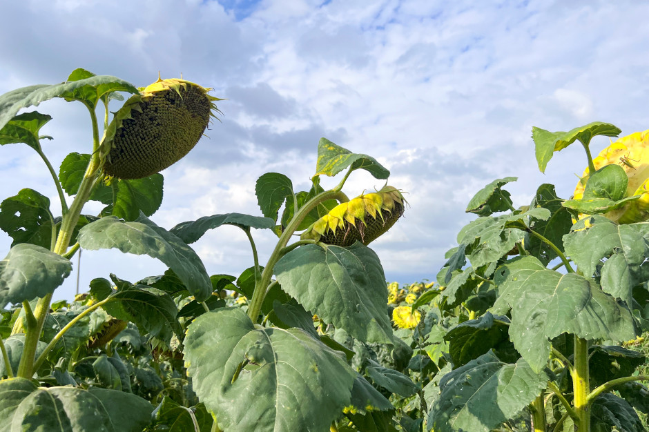 Z roku na rok przybywa plantatorów decydujących się na siew słonecznika, fot. farmer.pl