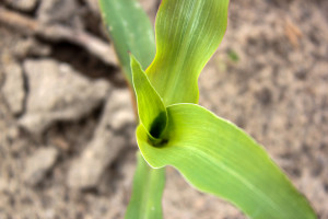 Nawożenie cynkiem kukurydzy