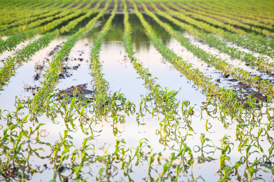 Będzie pomoc dla rolników. Jest decyzja Brukseli w sprawie dopłat, fot. Shutterstock