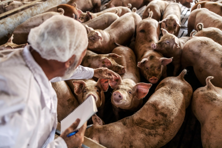 W 2022 r. w UE było mniej infekcji ASF na fermach świń, fot. Shutterstock