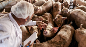 Nowe przepisy to dyskryminacja profesjonalnych hodowców świń