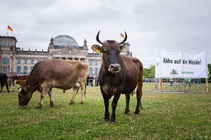 Krowy pasły się przed Reichstagiem. Wspólny protest ekologów i rolników