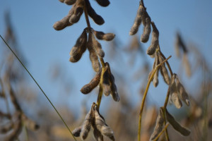 Ukraina: Rekordowy rok w eksporcie soi. Duży popyt dzięki Polsce?