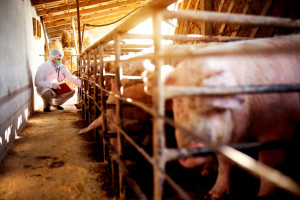 Hodowca o konsekwencjach zmiany wymogów bioasekuracji