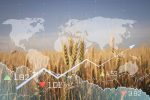 Ceny zbóż. Wzrostowy tydzień notowań na światowych giełdach