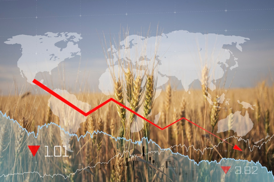 Prognoza niższych cen zbóż, fot. Shutterstock