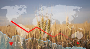 Ekonomista prognozuje dalsze spadki cen zbóż