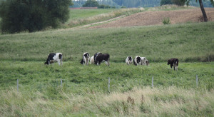 Zalecenia EFSA: rezygnacja z uwięzi i co najmniej 9m2 na krowę