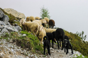 Tyrolscy pasterze zabierają owce i bydło z pastwisk! Wilki i niedźwiedzie dziesiątkują stada