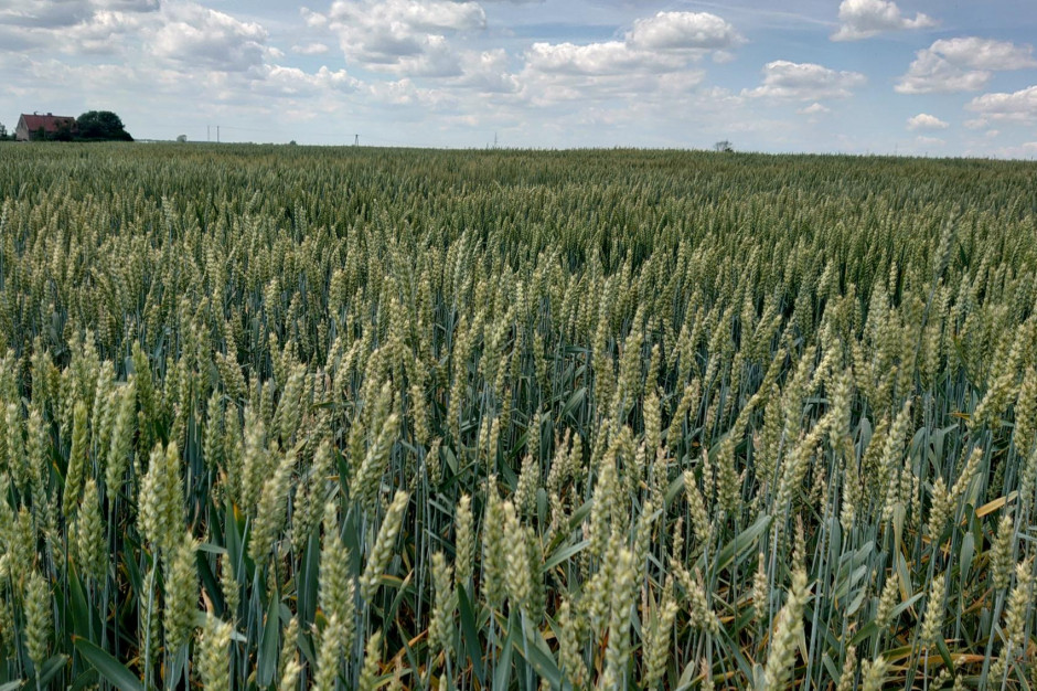 Na miejscu będzie można obejrzeć 15 odmian pszenicy ozimej, 8 odmian rzepaku ozimego i 10 odmian kukurydzy, fot. farmer.pl