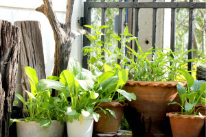 Jakie rośliny nadają się do uprawy w domu i jak o nie dbać?