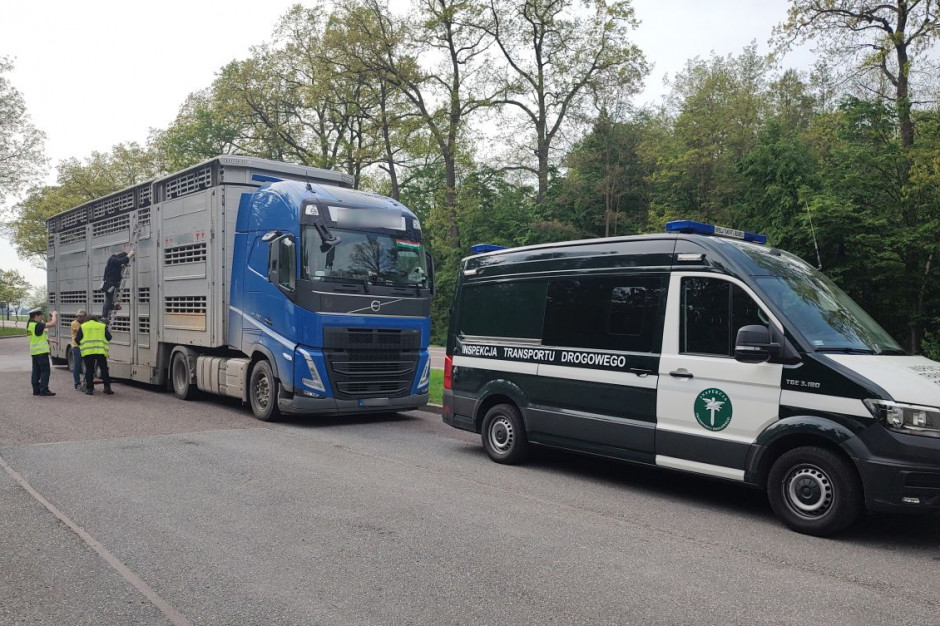 Krowy przewożono nieprzepisowo w dwóch ciężarówka z Węgier, Foto: WITD Lublin