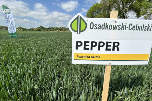 Odmiany rzepaku i zbóż 2023: co poleca Osadkowski - Cebulski?