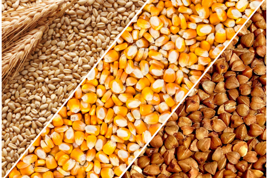 Wsparcie dla producentów pszenicy, kukurydzy lub gryki – nabór do 30 czerwca, fot. pixabay / shutterstock