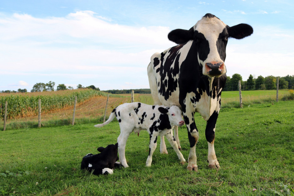 Kryzys na rynku mleka. Niskie ceny powodują redukcję stad, fot. Shutterstock