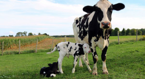 A transgenic cow produces insulin in its milk