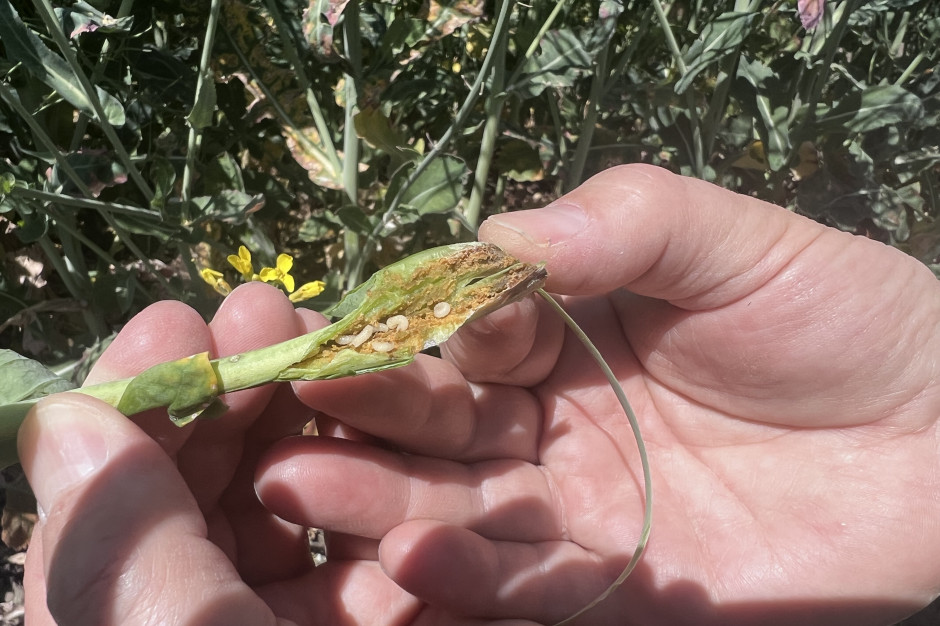 Larwy chowacza czterozębnego w ogonkach liściowych na plantacji rzepaku w okolicy Śremu; Fot. AK