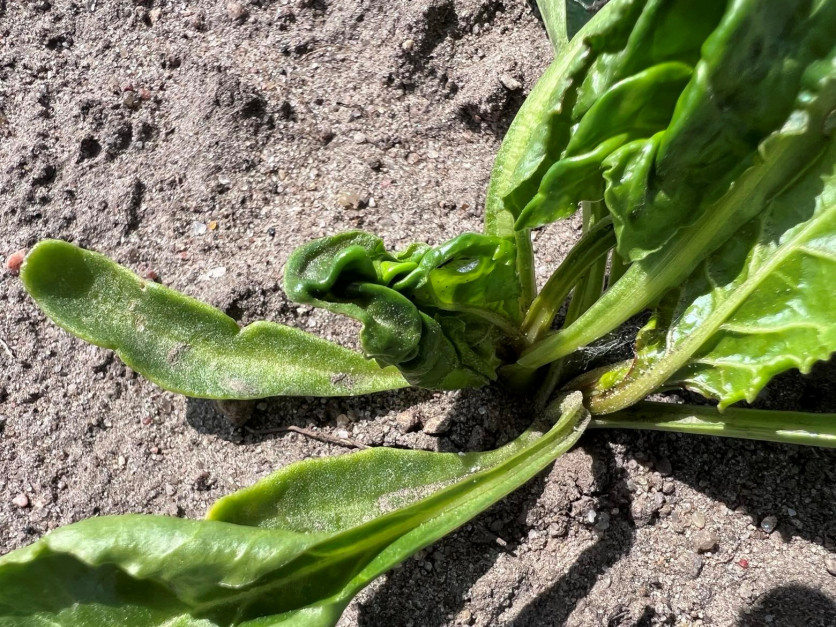 Poskręcane liście, a w środku brak mszycy to reakcja rośliny na stosowane herbicydy w programie ochronnym buraka Fot. A. Kobus