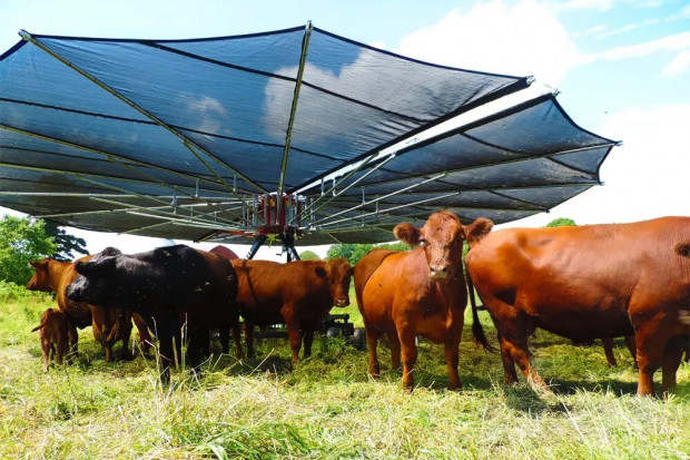Mobilny parasol dla krów