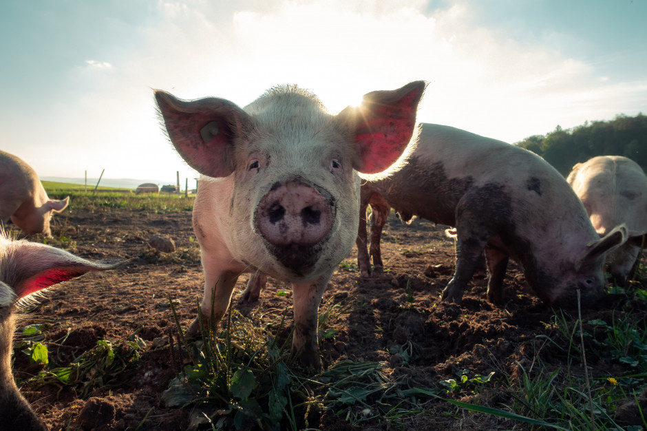 Jak zmieniała się opłacalność chowu świń na przestrzeni ostatnich lat? Fot.Shutterstock