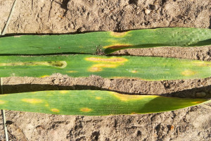 Susza i choroby liści zagrożeniem dla plonu zbóż