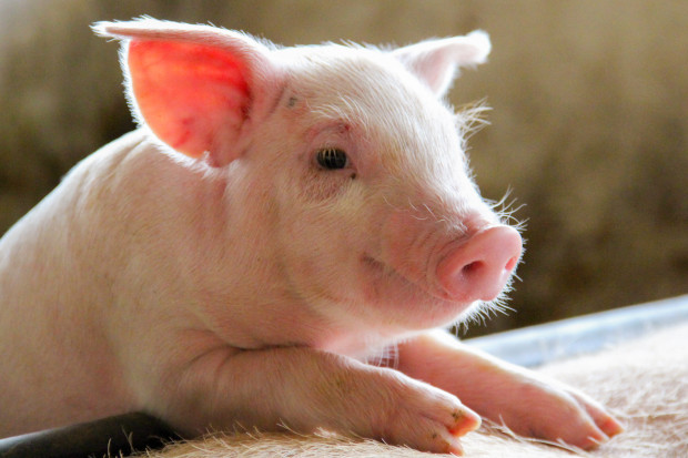 Czy Polska rozwinie eksport żywych świń? Jest na to szansa