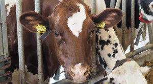 KRIR wnioskuje o dopłaty do krów mlecznych