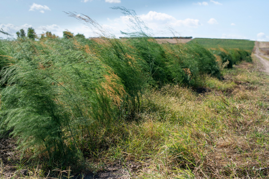 Szparag, prawdopodobnie najdłuższy na świecie, rósł w miejscowości Riccia koło Campobasso, fot. Shutterstock